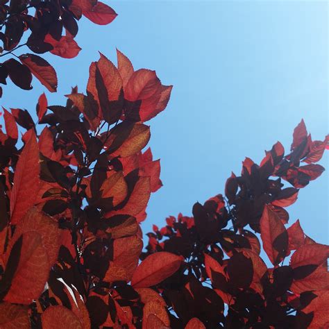 Prunus Cerasifera Krauter Vesuvius Purple Leaf Plum Mid Valley Trees