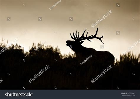 Silhouette Large Bull Elk Stag Bugling Stock Photo 243625561 | Shutterstock