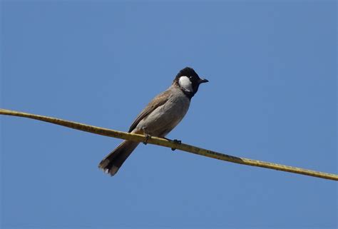 새 부 루 백색 귀 Bulbul Pycnonotus Pixabay의 무료 사진 Pixabay