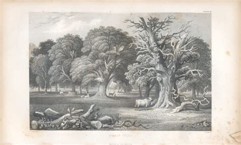 Antique Engravings Of Trees 1800 1900