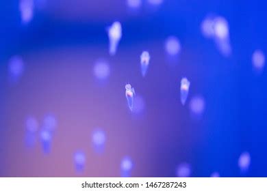 Naked Sea Butterfly Images Stock Photos Vectors Shutterstock