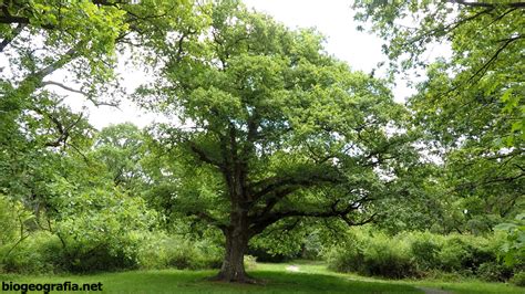 Robledales De Roble N Quercus Robur