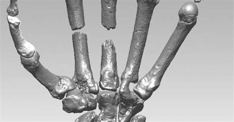 Can Fingers Point To Sex Habits