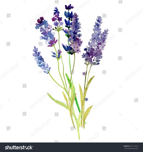 6,323 Lavender Fields Watercolor Images, Stock Photos & Vectors ...