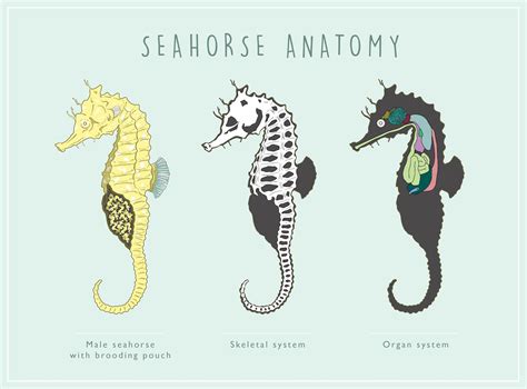 Seahorse Anatomy Diagram