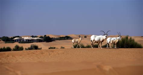 Al Maha, A Luxury Collection Desert Resort & Spa