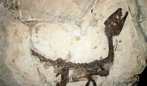 Nuove Ricerche Per Il Dinosauro Ciro Il Fossile Di Pietrarojanuove