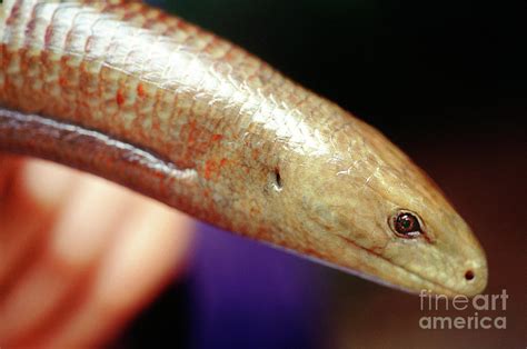 Legless Lizard Skeleton