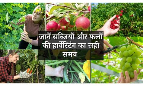 जानें अच्छे स्वाद के लिए सब्जियों और फलों की कटाई कब करें When To Harvest Vegetables And Fruit