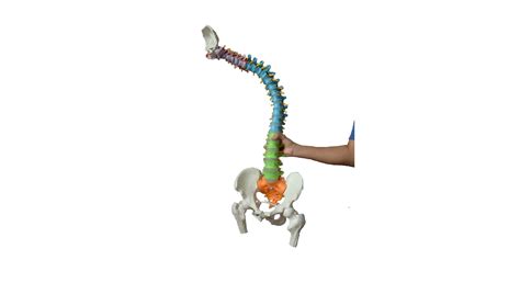 Super Flexible Spine Model With Pelvis And Femur Heads Color Coded Life