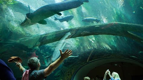 California Academy of Sciences Museum Review Condé Nast Traveler