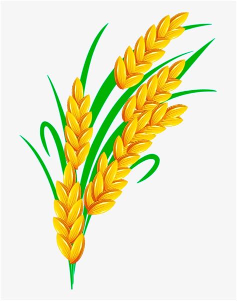 Rice Euclidean Vector Rice Plant Vector Png Department Of