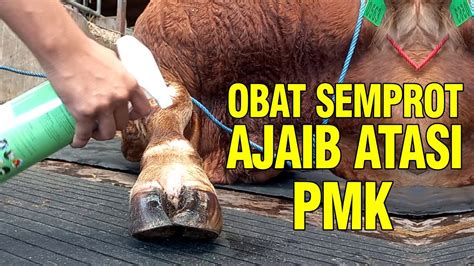 Obat Semprot Sapi Pmk Zepa Aman Praktis Youtube