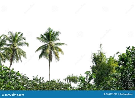 Palmera De Coco Aislada En Un Fondo Transparente Archivo Png Foto De