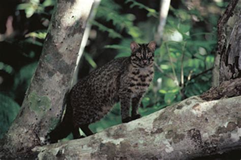 Wild Cats: The Iriomote Cat – kimcampion.com