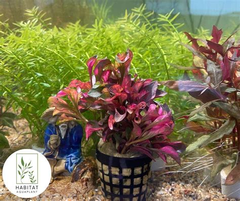 Alternanthera Bettzickiana Red Water Rose Fresh Live Aquarium Aquatic