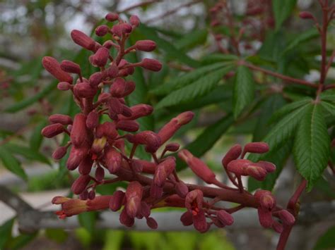 red buckeye tree terralens