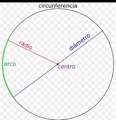 cómo se puede medir el radio y el diámetro de un círculo Brainly lat