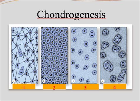 Msk Histology Of Bone Cartilage Flashcards Quizlet