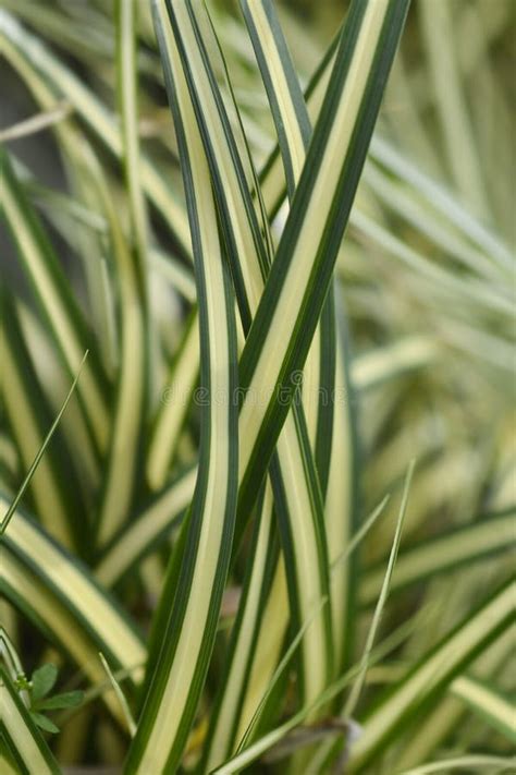 Striped Weeping Sedge Evergold Stock Image Image Of Striped Botany