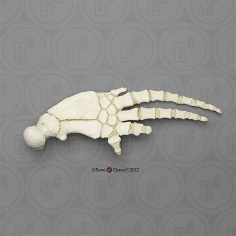 Bottlenose Dolphin Pectoral Fin (Flipper) - Bone Clones, Inc ...