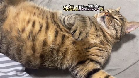 狸花猫睡被窝还吹暖风，毫无防备肚皮朝上，比人睡的都安逸 Youtube