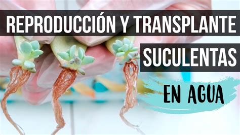 Transplante Y Cuidados De Suculentas Reproducidas En Agua Youtube