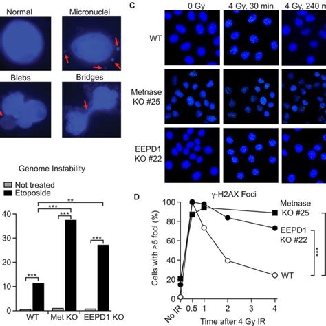 Metnase And Eepd Ko Cells Display Enhanced Genome Instability And