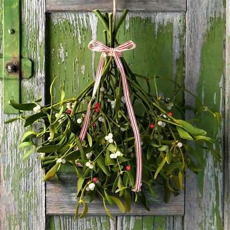 Mistletoe - Natures Health and Body