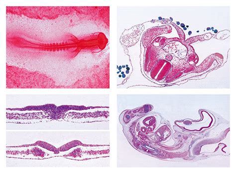 Chicken Embryology Slide Set Flinn Scientific