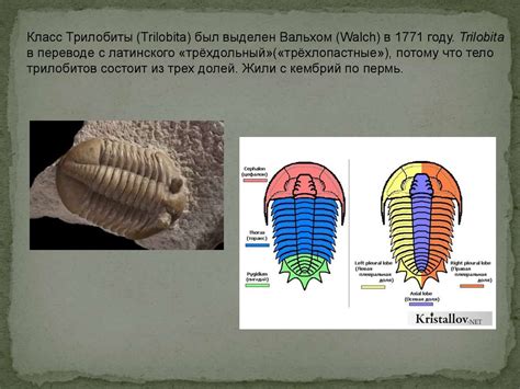 Ордовикский период - презентация онлайн