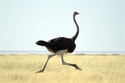 Ostrich Animal Profiles