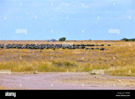 Migrating Wildebeest Pictured In The Masai Mara Stock Photo Alamy