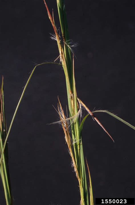 Broomsedge Bluestem Andropogon Virginicus