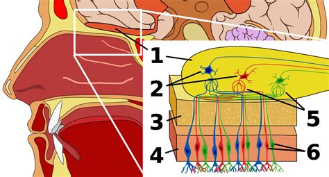 Development Of The Special Senses Boundless Anatomy And Physiology