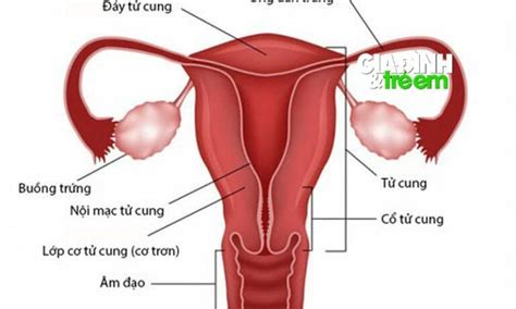 Cách nhận biết buồng trứng đa năng mới nhất 2023