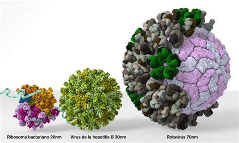 3dciencia | Desvelando la estructura del ribosoma