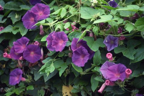 The Fastest Growing Climbers And Vines