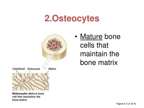 Fig 3 Schematic Presentation Of The Role Of Osteocytes