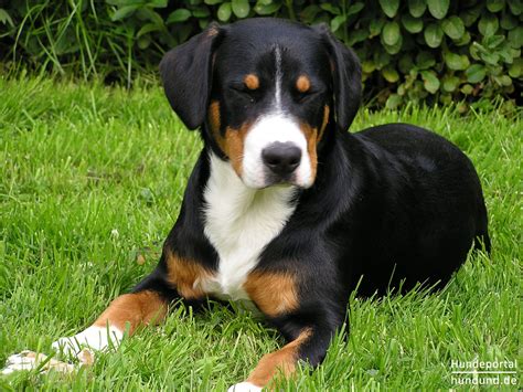 Entlebucher Sennenhund Foto 32190 - hundund.de