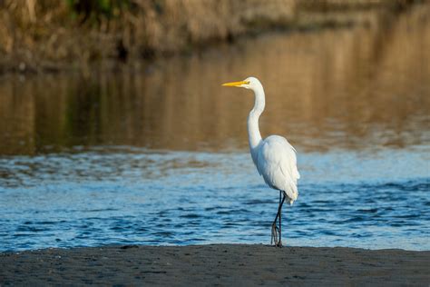 Great Egret Tony Spane Flickr