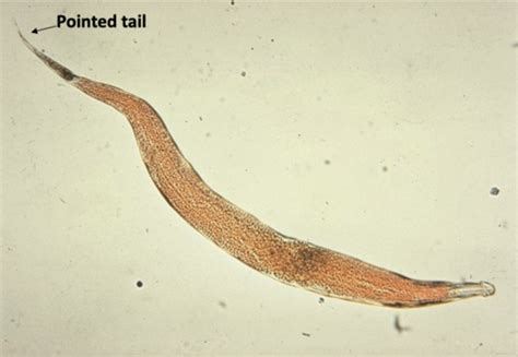 Nematodes Flashcards Quizlet