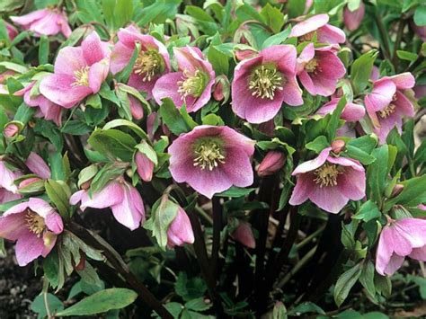 Lenten Rose Plant Profile Sylvan Gardens Landscape Contractors