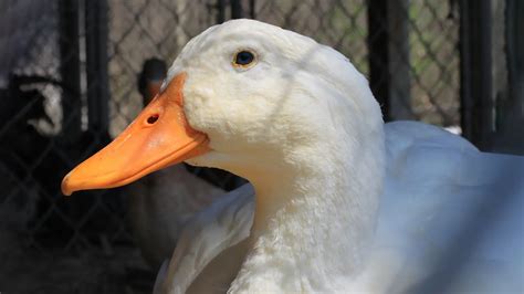 Cara Mudah Ternak Bebek Peking Hingga Sukses Ppg