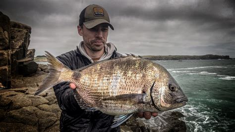 Dpsg Des Poissons Si Grands