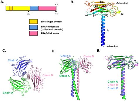 Crystal Structure Of The TRAF1 TRAF Domain With The Coiled Coil Domain