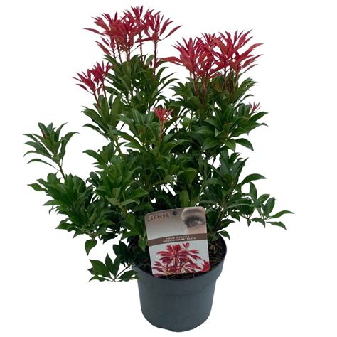 Pieris Japonica Mountain Fire — Plant Wholesale Floraccess