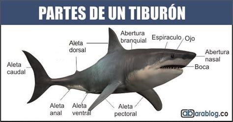 Partes de un tiburón Ara blog