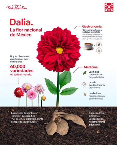 Dalia La Flor Nacional De M Xico Coreculinario