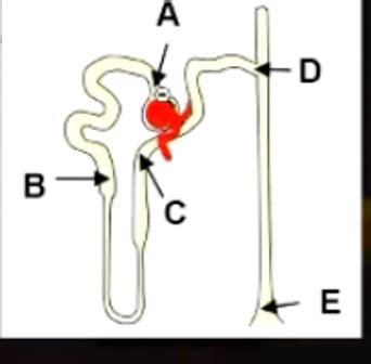 Renal Physiology Proximal Tubular Function Flashcards Quizlet